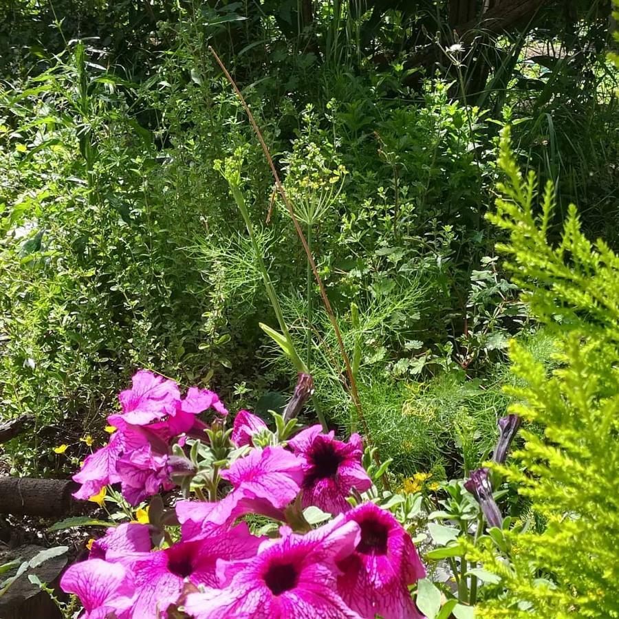 Villino L'Aranceto Sorrentino Bed & Breakfast เมตา ภายนอก รูปภาพ